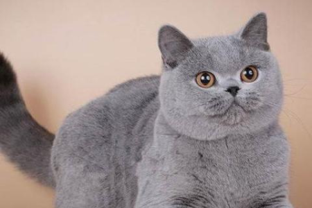 英短蓝猫多少钱一只？价格影响因素大揭秘