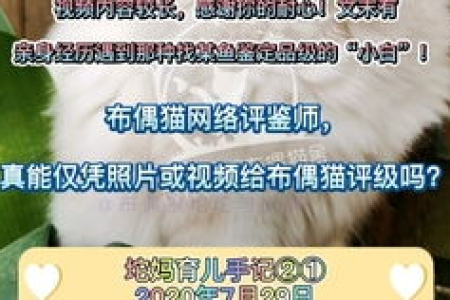 纯种布偶猫价格多少？宠物级和赛级价格差异