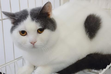 英短净梵猫为什么这么贵？稀有基因和繁殖难度是关键！