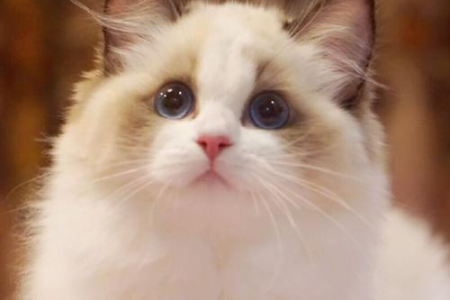 布偶猫价格多少合适？地区差异影响大吗？