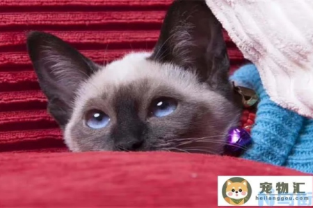 纯种暹罗猫价格一览表，一只多少钱？如何挑选优质猫咪？