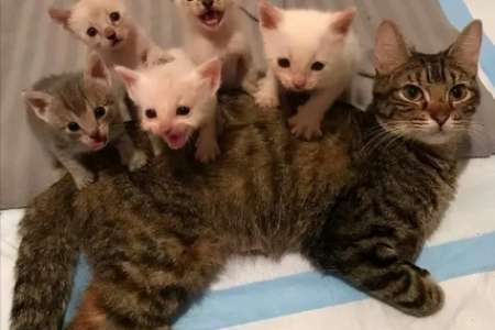 为什么一窝猫咪颜色五花八门？爸爸妈妈的基因说了算