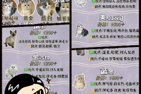 短腿猫价格多少钱一只？不同品种价格大揭秘！