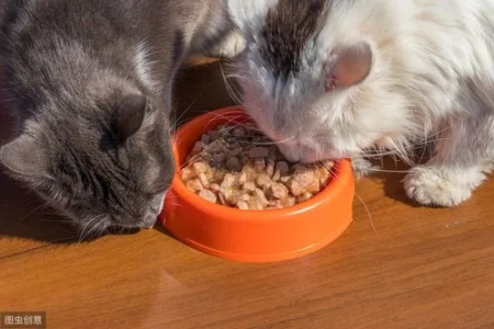 人可以吃猫粮吗？猫粮的营养价值适合人类吗？