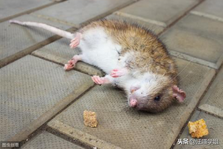 猫咪爱吃啥？详解猫能吃哪些食物，避免误食伤害