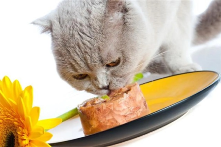 猫吃肉吗？猫咪的饮食习惯和营养需求详解