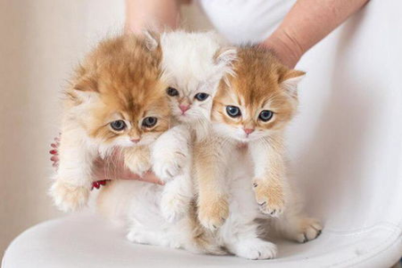 猫粮喂食量怎么算？体重、年龄、猫粮种类都影响食量！