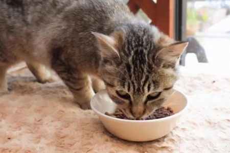 给猫咪吃猪肝的注意事项，如何避免中毒风险？