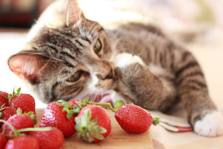 猫咪能吃橘子吗？小心这些水果中毒风险！