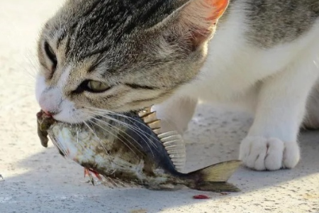 给猫咪吃什么鱼最好？安全美味的鱼类选择