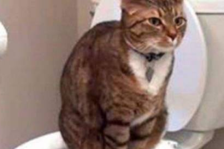 猫咪为什么不能吃盐？吃盐过多会引发哪些健康问题？
