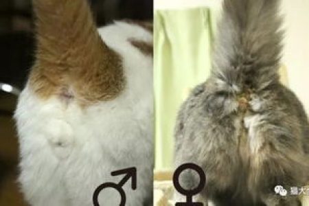 5个月大的母猫一直叫，主人应该怎么办？
