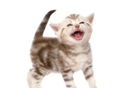 新买的小猫一直喵喵叫？别急，教你快速找到原因！