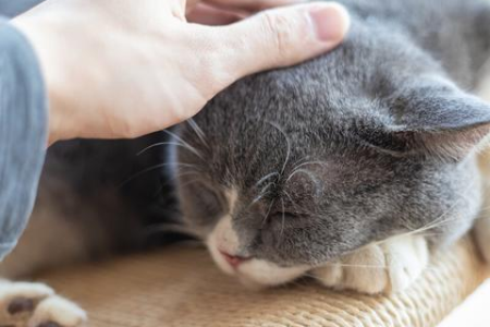 想让两只猫亲近？试试这些实用小技巧！