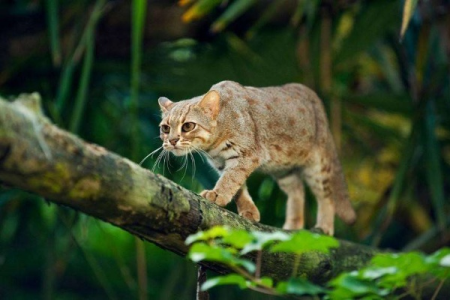 国家重点保护动物锈斑豹猫，你了解多少？