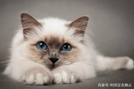 如何判断猫咪是否知道你爱它？实用技巧分享