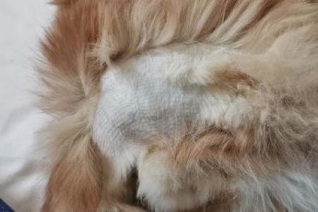 猫剃毛后多久毛才能长回来？恢复时间详解