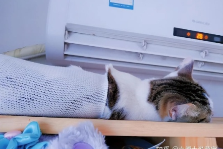 夏天刚出生的小猫可以吹空调吗？幼猫降温的正确方法