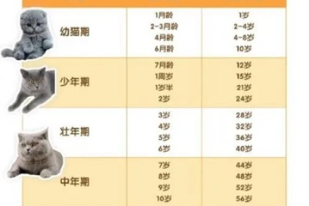 猫咪几个月才算成年？如何判断猫咪是否成年？