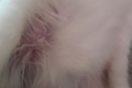 猫皮肤病用什么药最好？不同病症的治疗方案