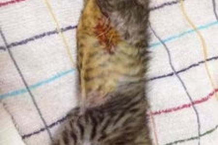 小猫呕吐严重怎么办？兽医建议和家庭急救措施