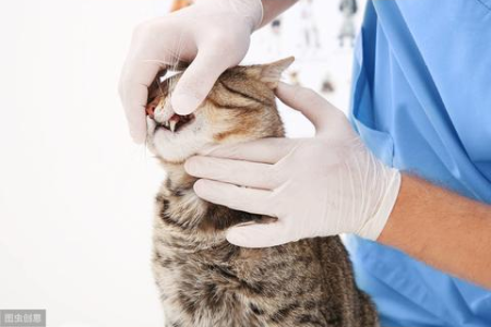 猫大便出血怎么回事？可能是这些疾病在作怪