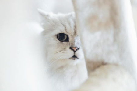 猫咪毛发暗淡无光？这些食物能让猫咪毛发恢复光彩