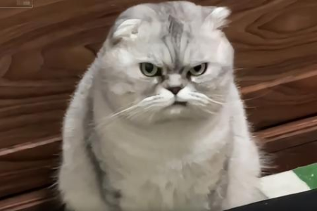 急！猫咪想吐吐不出来，主人该如何应对？