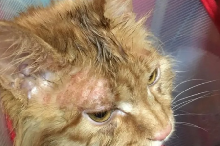 猫癣：内服药治疗有效吗？需要注意什么？