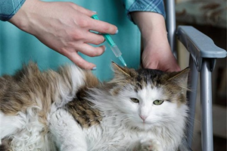 猫咪生下来就有狂犬病毒吗？养猫如何预防狂犬病？