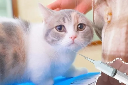 我的猫两岁了，还需要打疫苗吗？疫苗选择和安全建议