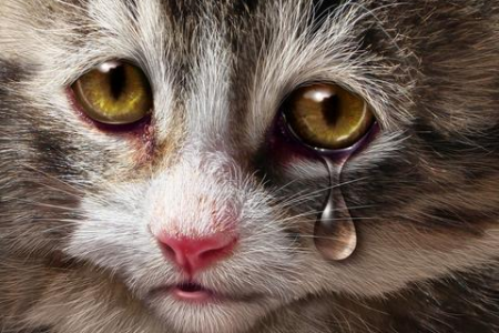 小猫眼屎多是怎么回事？教你几招快速解决