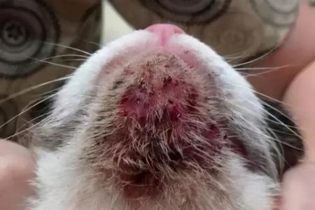 猫咪下巴毛发稀疏怎么办？教你几招解决办法！