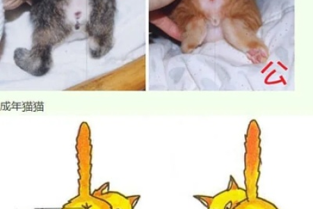 猫咪性别怎么看？图解教你轻松分辨公母猫