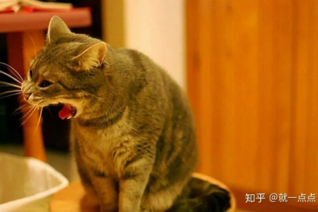 为什么两个月大的猫咪会吐？解决猫咪呕吐难题