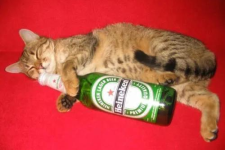 猫能吃辣的食物吗？猫咪吃辣的严重后果及应对方法