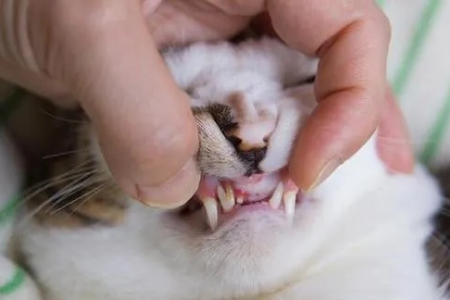 猫咪恒牙断了还能长出来吗？深度解析猫咪牙齿问题