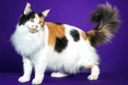 血统猫价格这么高，到底值不值？深度解析血统猫的价值！