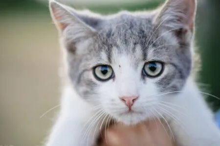 猫咪多久会忘记主人？探索猫咪的记忆奥秘