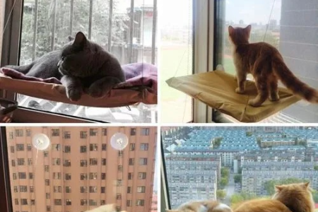 家里猫咪跑到高层阳台怎么办？实用救援方法大全！