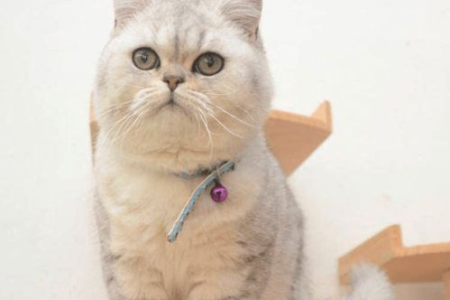 如何提高猫咪免疫力？简单易懂的增强猫咪抵抗力方法
