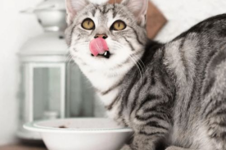 成年猫每天吃多少克猫粮？体重决定喂食量