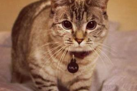 为什么我的猫咪白天安静晚上却叫个不停？原因及应对方法