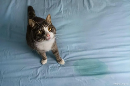猫咪睡觉乱蹬腿尿床怎么办？深度解析病因及治疗