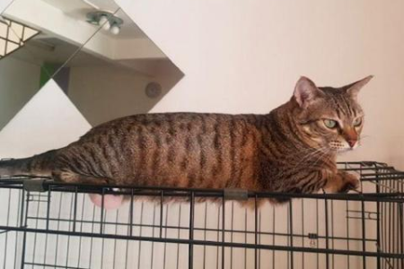 猫咪为什么对着人滋尿？可能是这些原因导致的