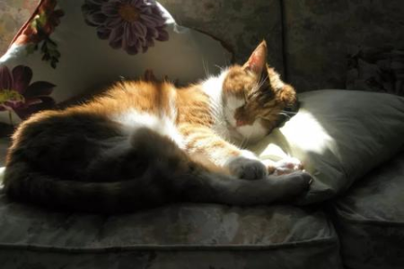 天冷了，猫咪为啥喜欢缩成一团？揭秘猫咪的保暖秘诀！