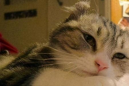 猫咪频繁洗脸是生病了？还是其他原因？