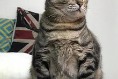 家里猫咪乳头变红，它怀孕了吗？新手铲屎官必看