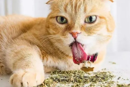 给猫咪吃猫薄荷有坏处吗？警惕猫薄荷的潜在副作用
