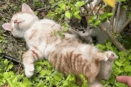 我的猫咪才两个月大，可以自己睡吗？别担心，这样做就对了